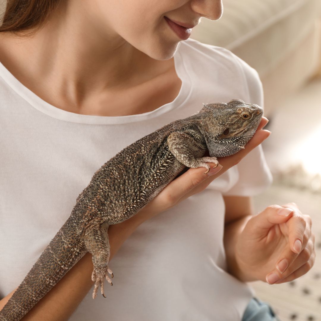 a person holding an iguana