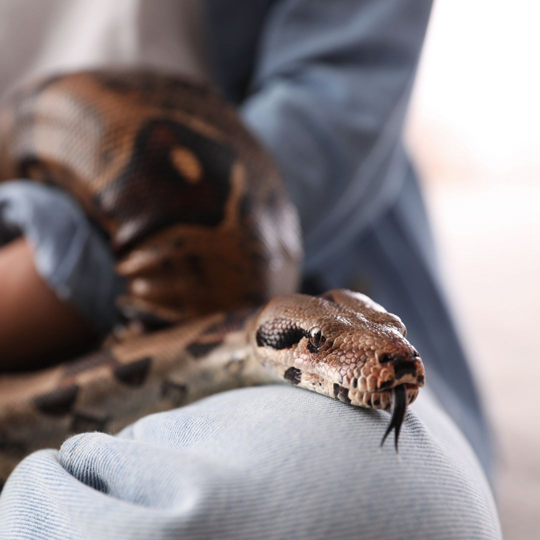 a pet snake in someone's lap