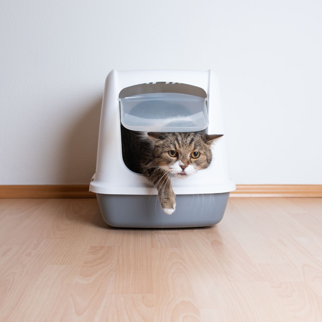 a cat coming out of a litter box