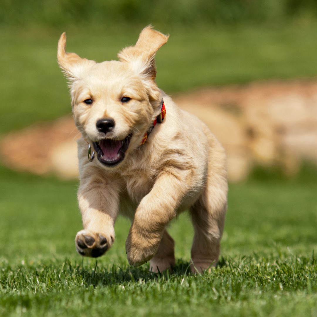 a puppy running through grass