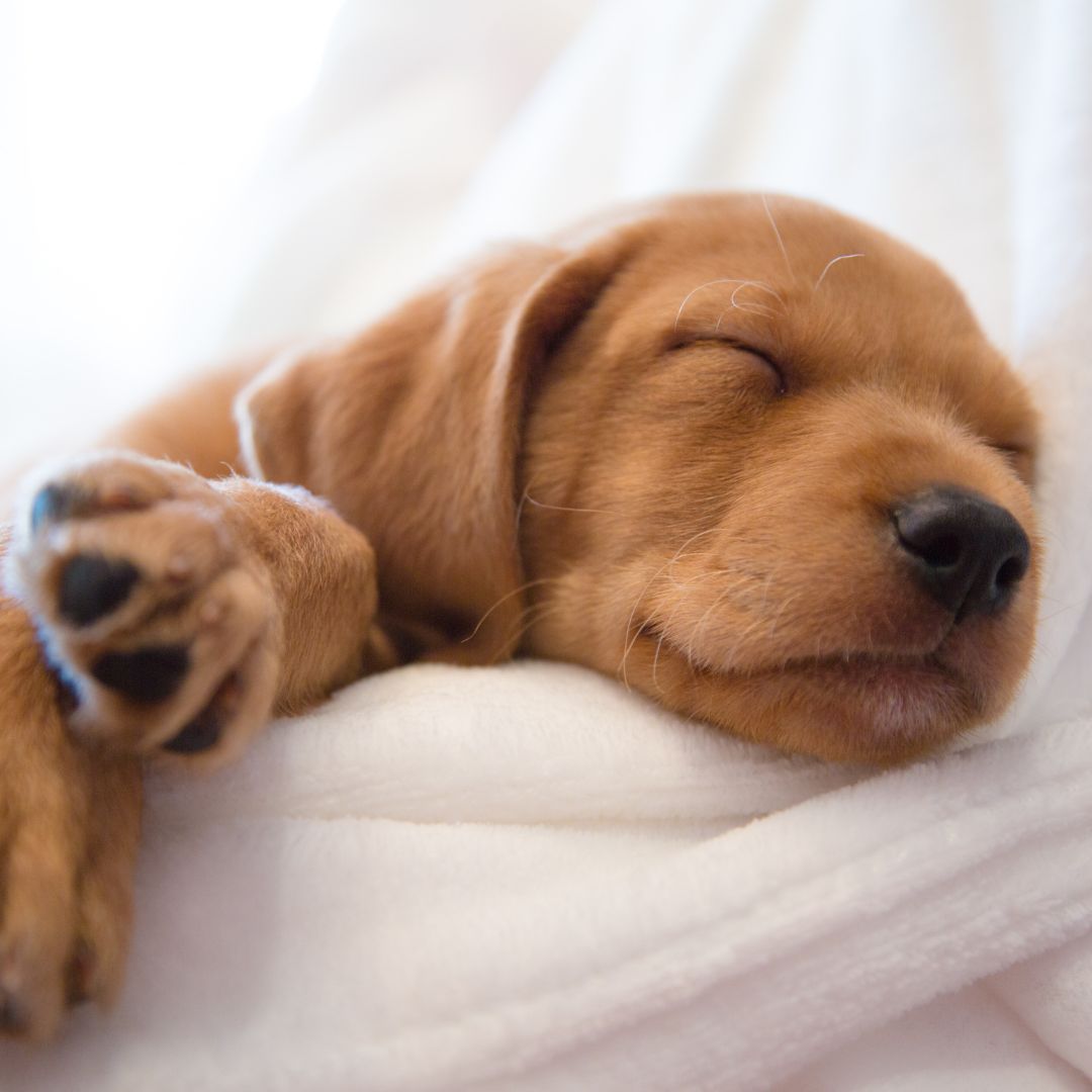 a puppy sleeping on a blanket