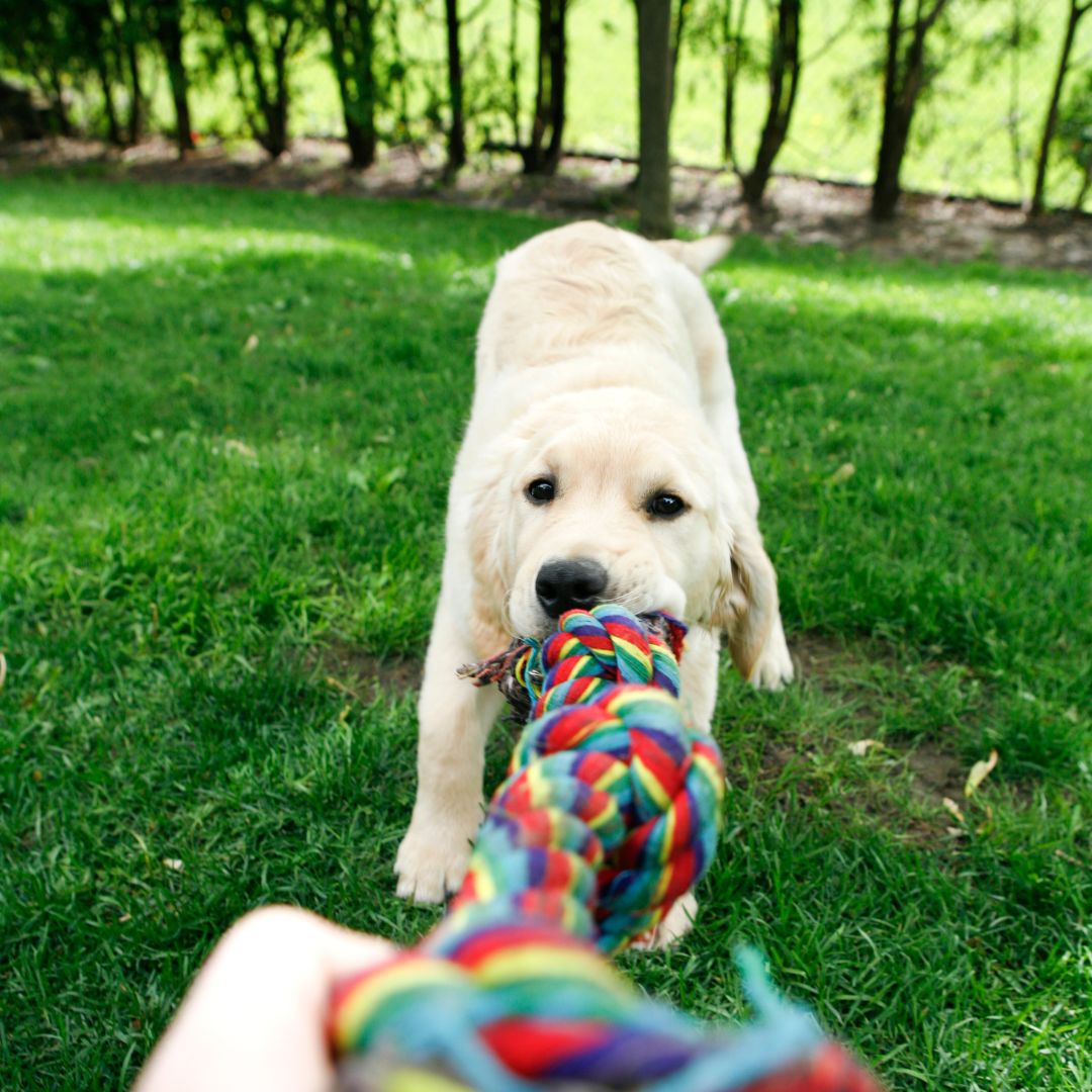 a puppy playing tug-o-war