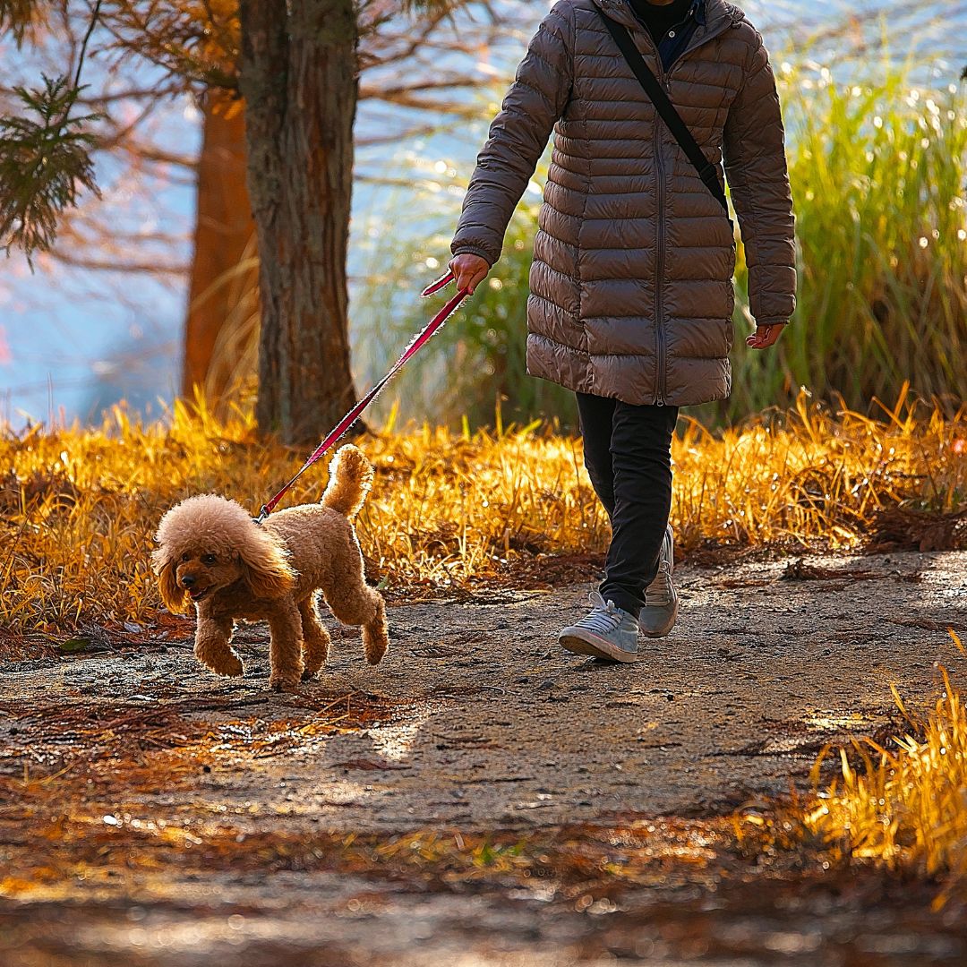 a dog on a walk in the fall with a person dressed in warm clothes