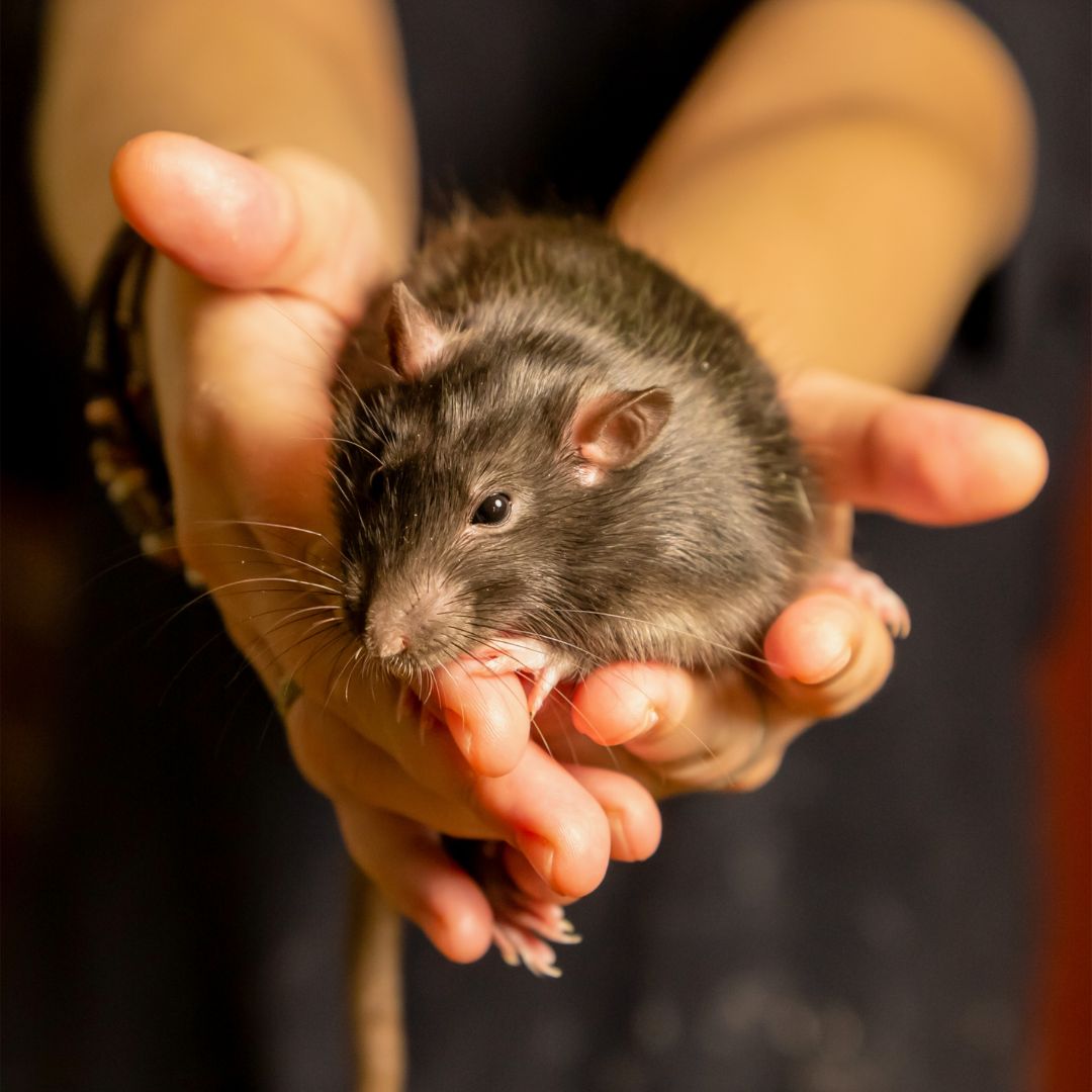 a person holding a pet rat