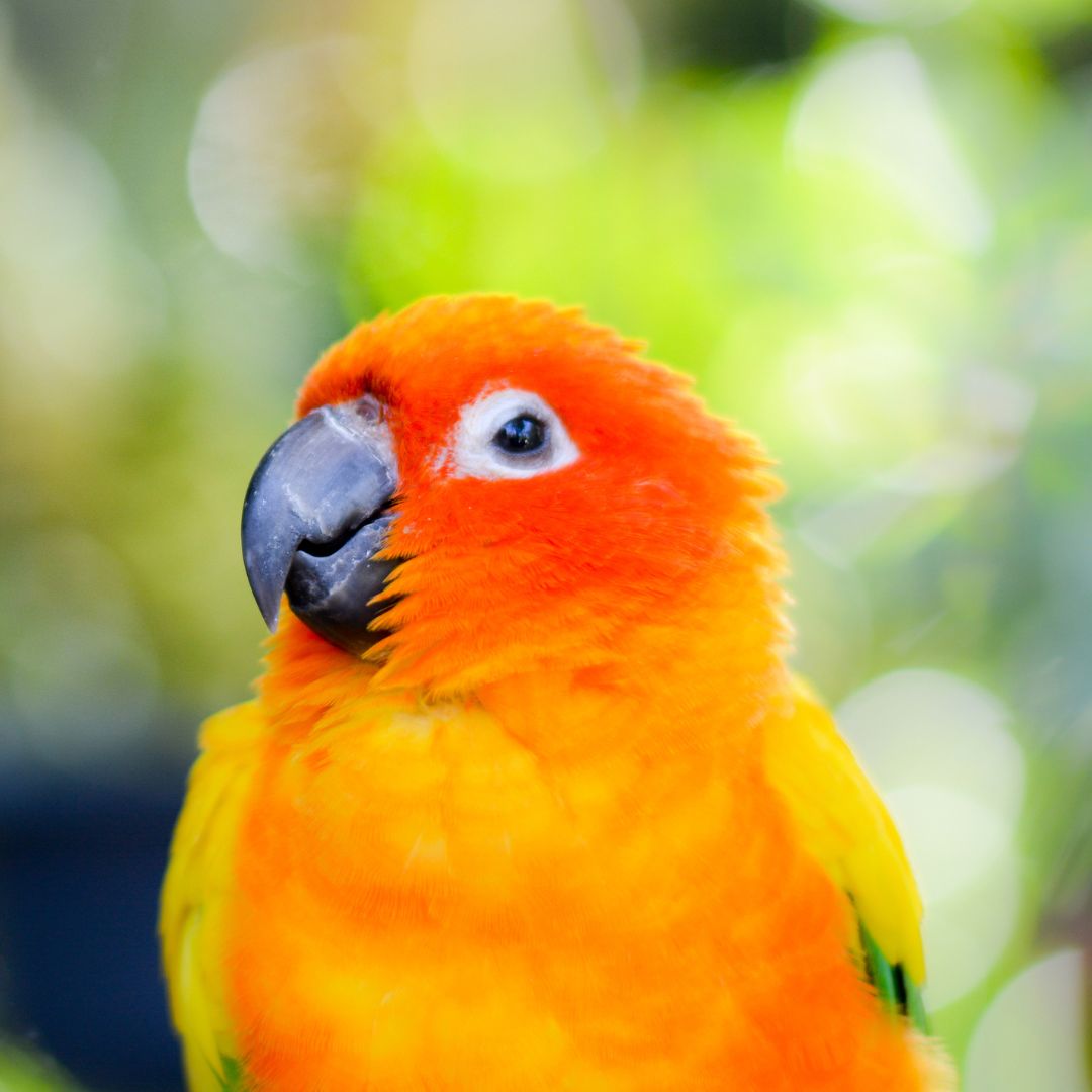 a tropical bird
