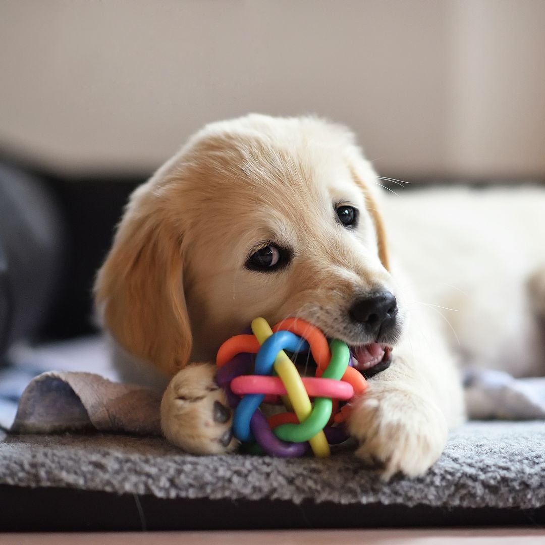 a puppy laying in a dog bed chewing on a toy