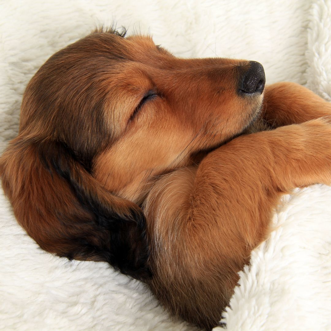 a puppy sleeping under a blanket