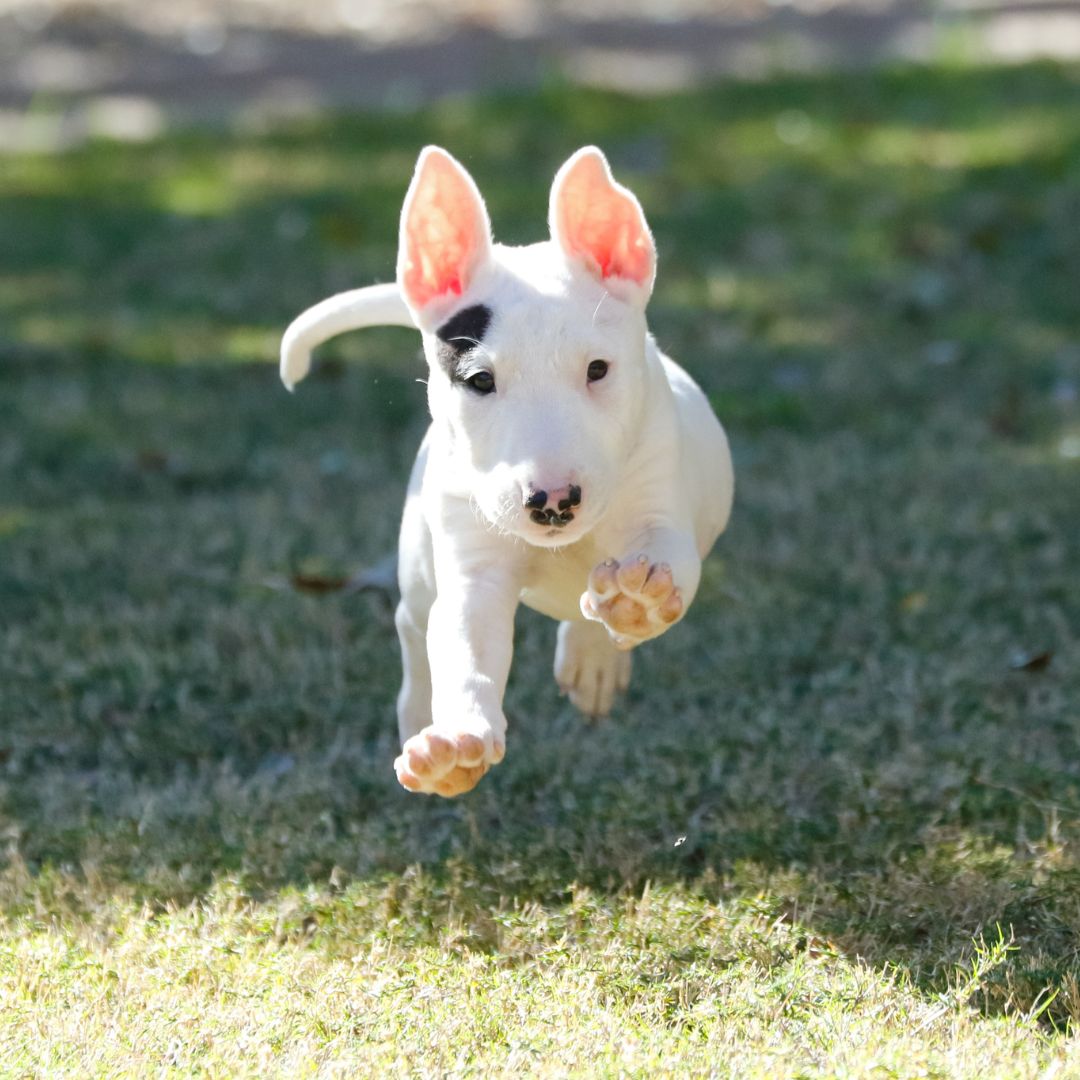 a puppy running through grass