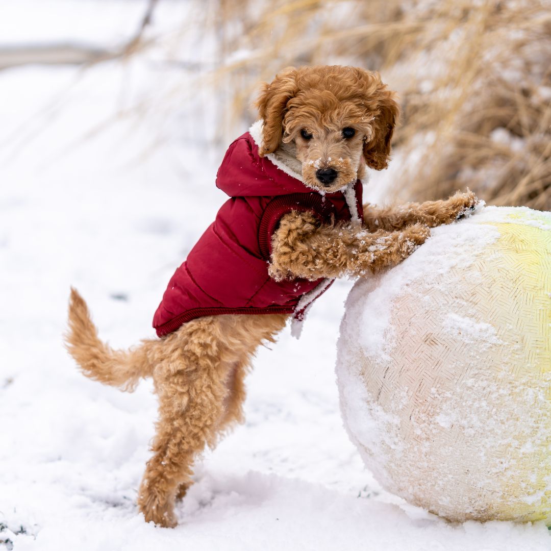 a puppy playing with a ball in the snow