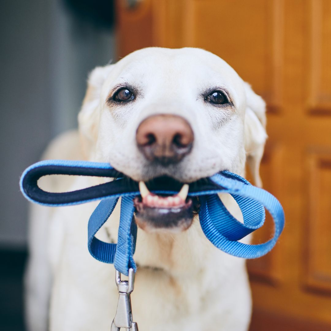 A dog holding a leash in its mouth
