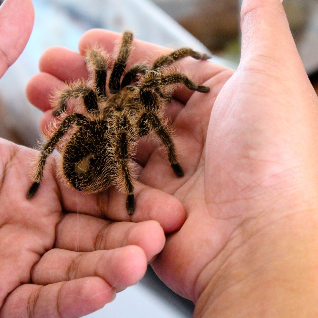 person holding pet tarantula