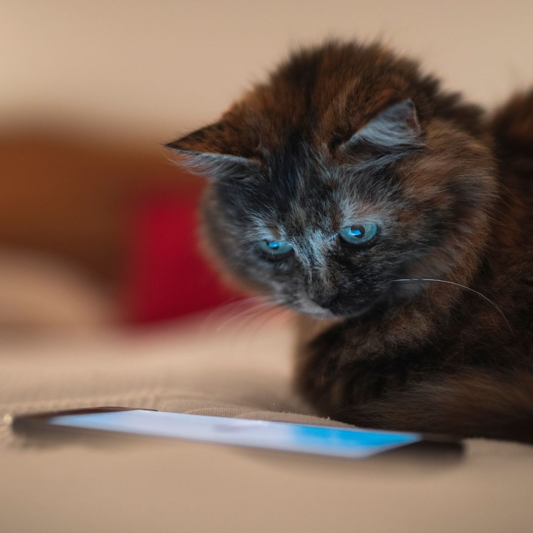 cat watching smartphone screen