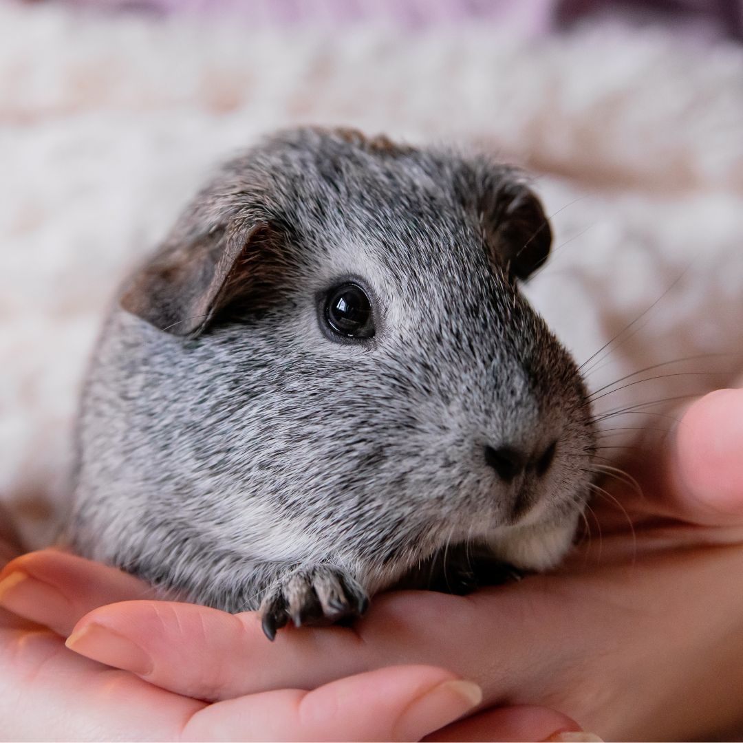 person holding guinea pig