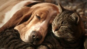 cat and dog cuddling and sleeping together