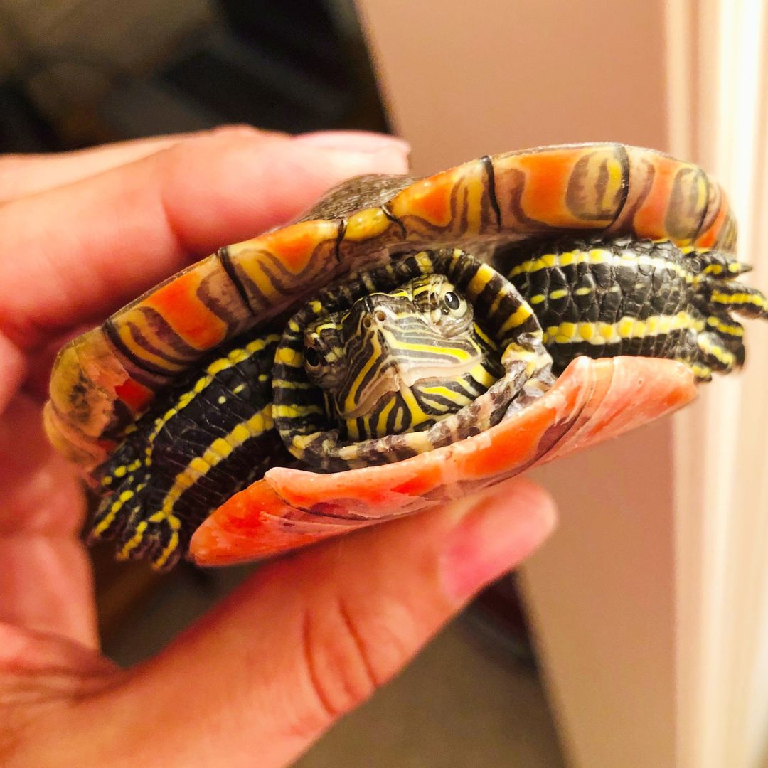 person holding pet turtle