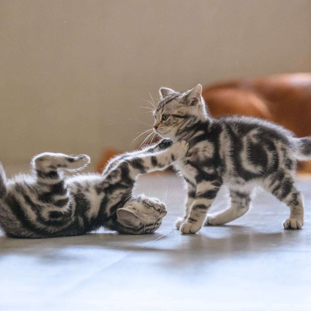 two kittens playing