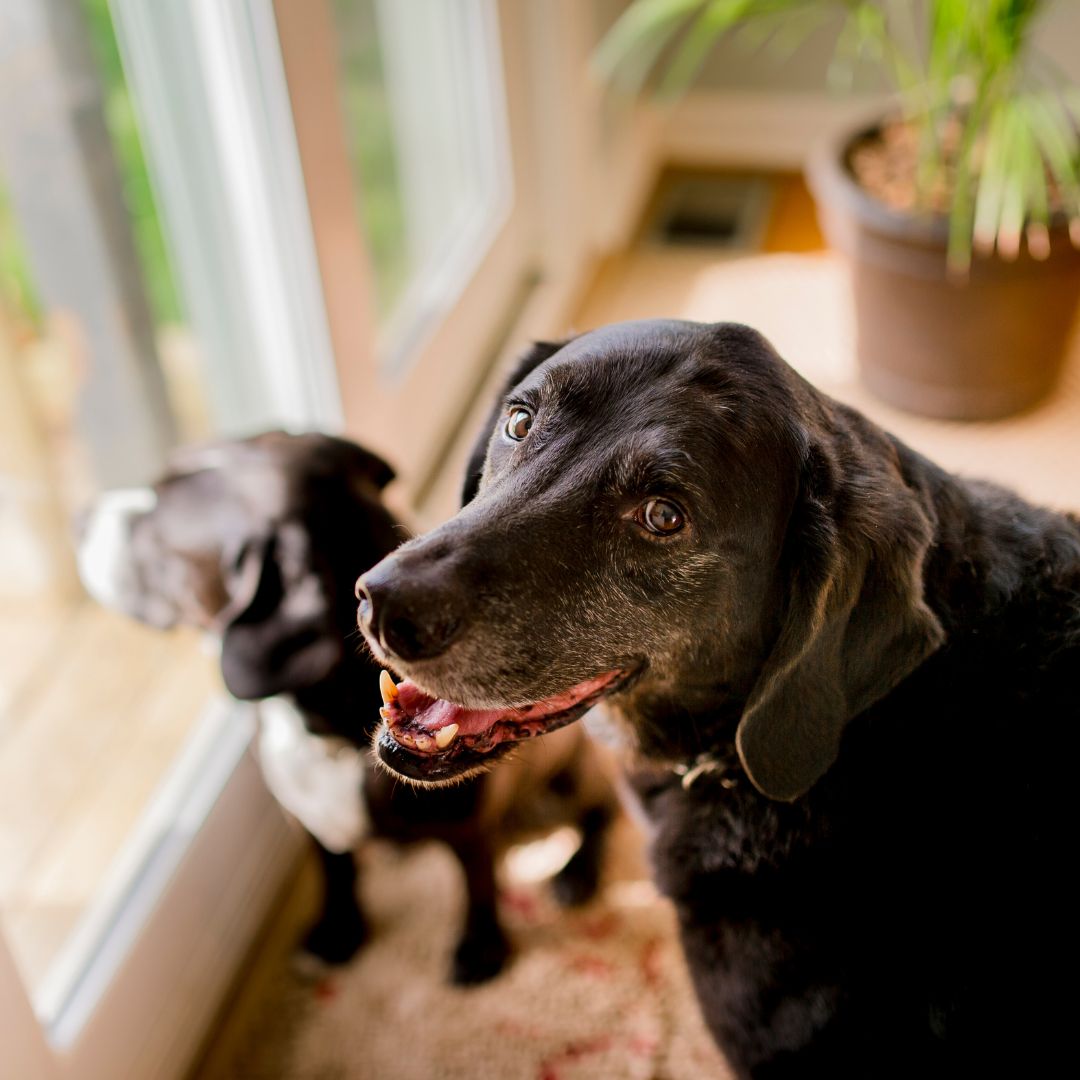 older smiling dog standing by window
