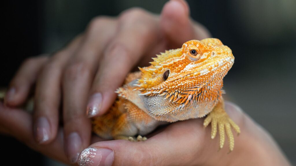 person holding pet lizard
