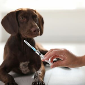 dog receiving medical injection