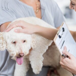 vet petting dog while holding clipboard