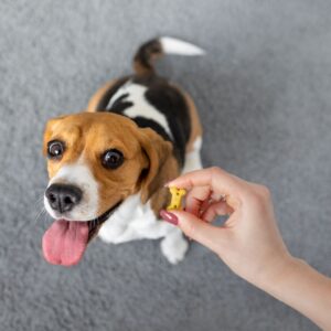 person holding treat to give to dog