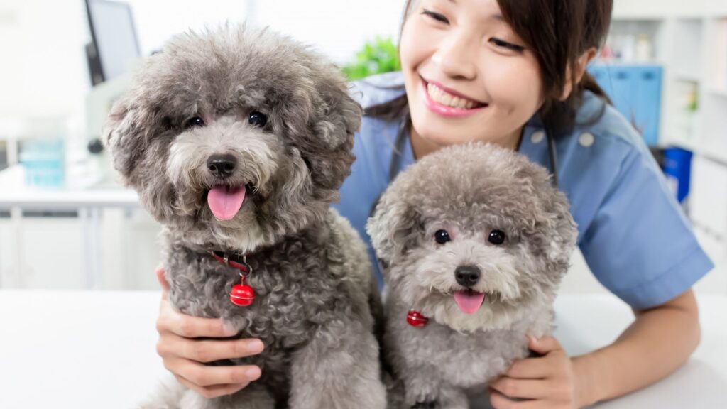 happy vet with two fluffy dogs