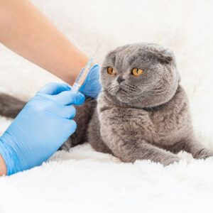 cat receiving injection from veterinary professional
