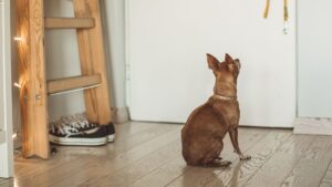 dog watching dog with leash hanging on door knob
