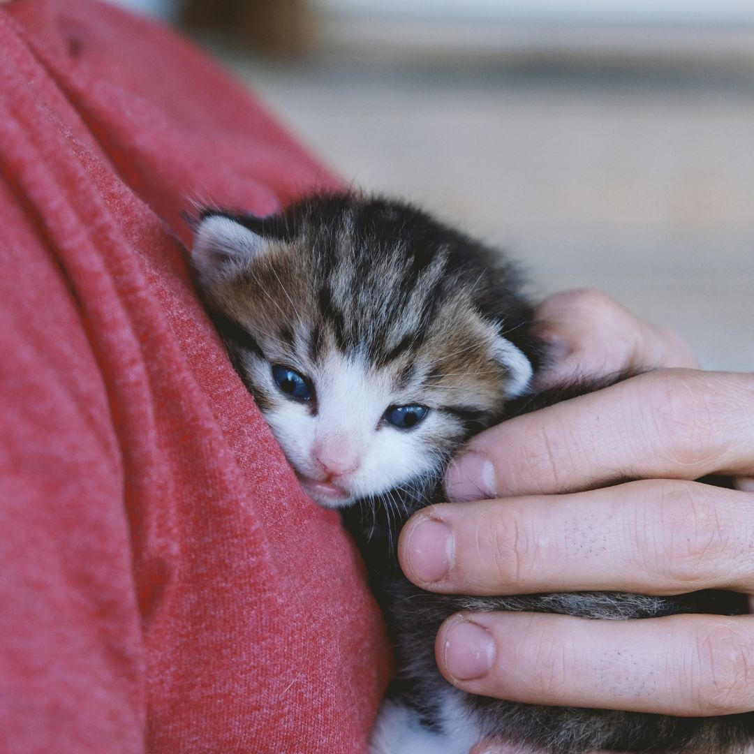 person holding kitten against chest