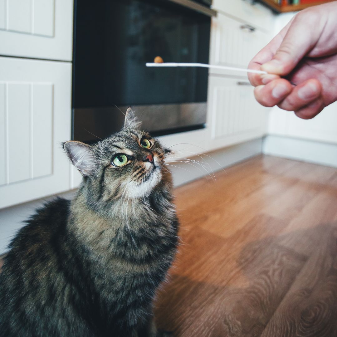 Person holding a pill in front of a cat