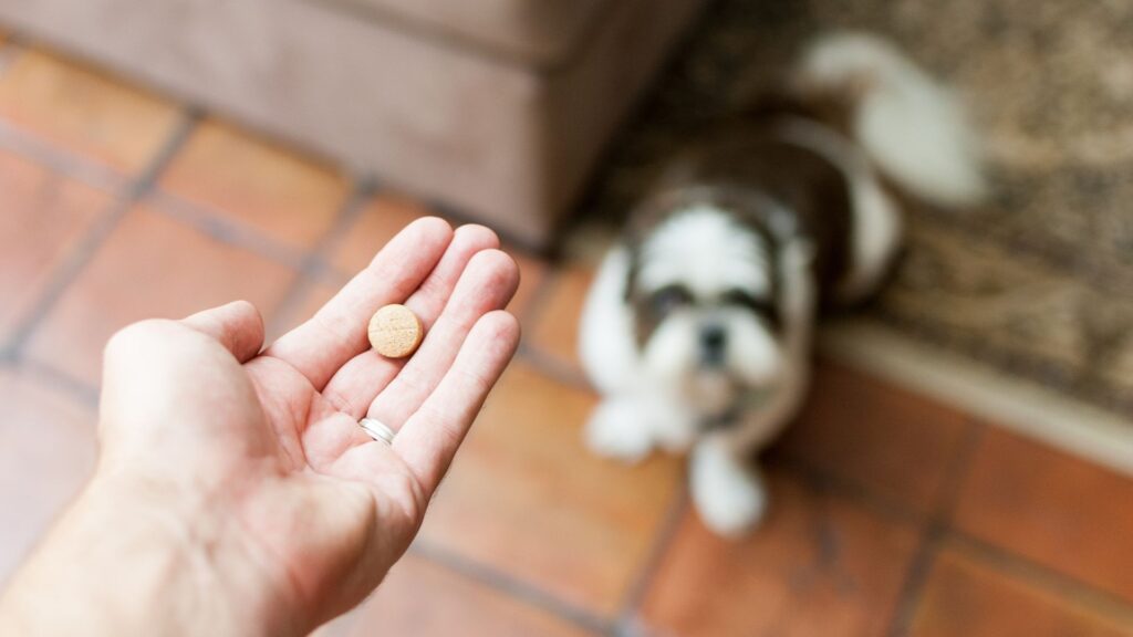 Person holding a pill in front of a dog
