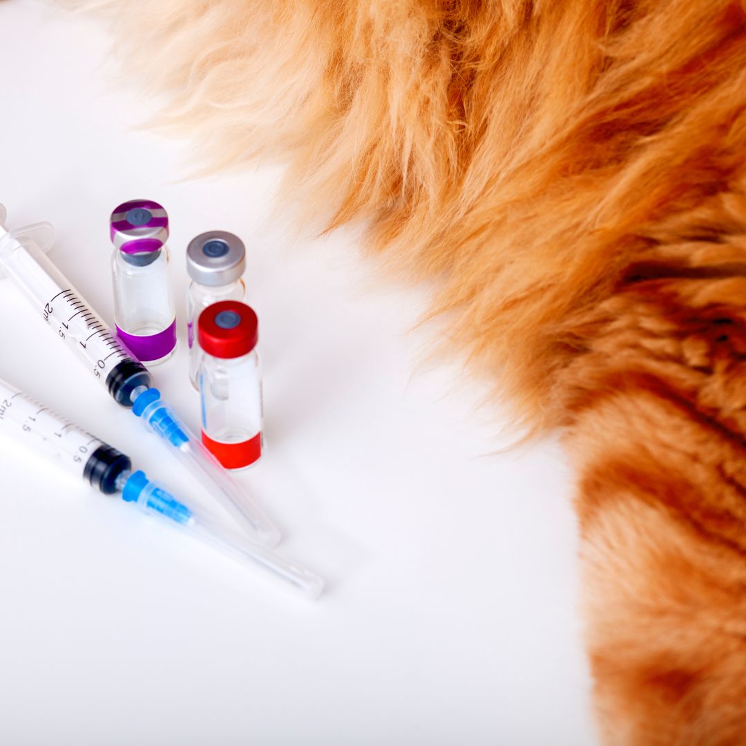 Closeup of injectable medications next to a cat