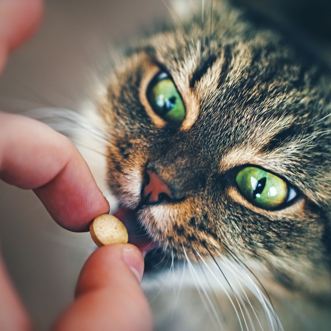 Person giving a cat a pill