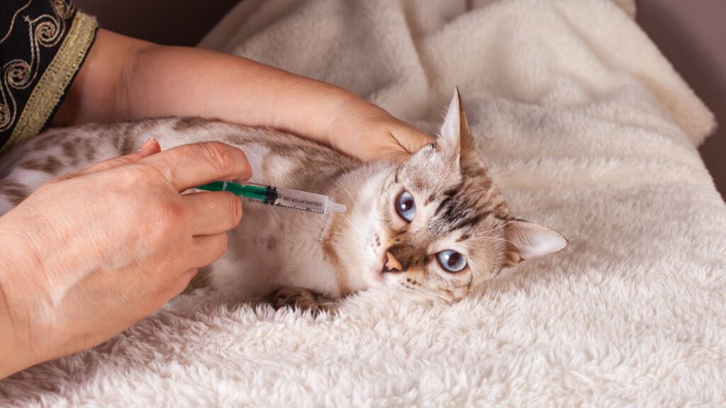 Person giving a cat an injection