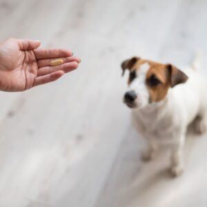 Person holding a pill in front of a dog