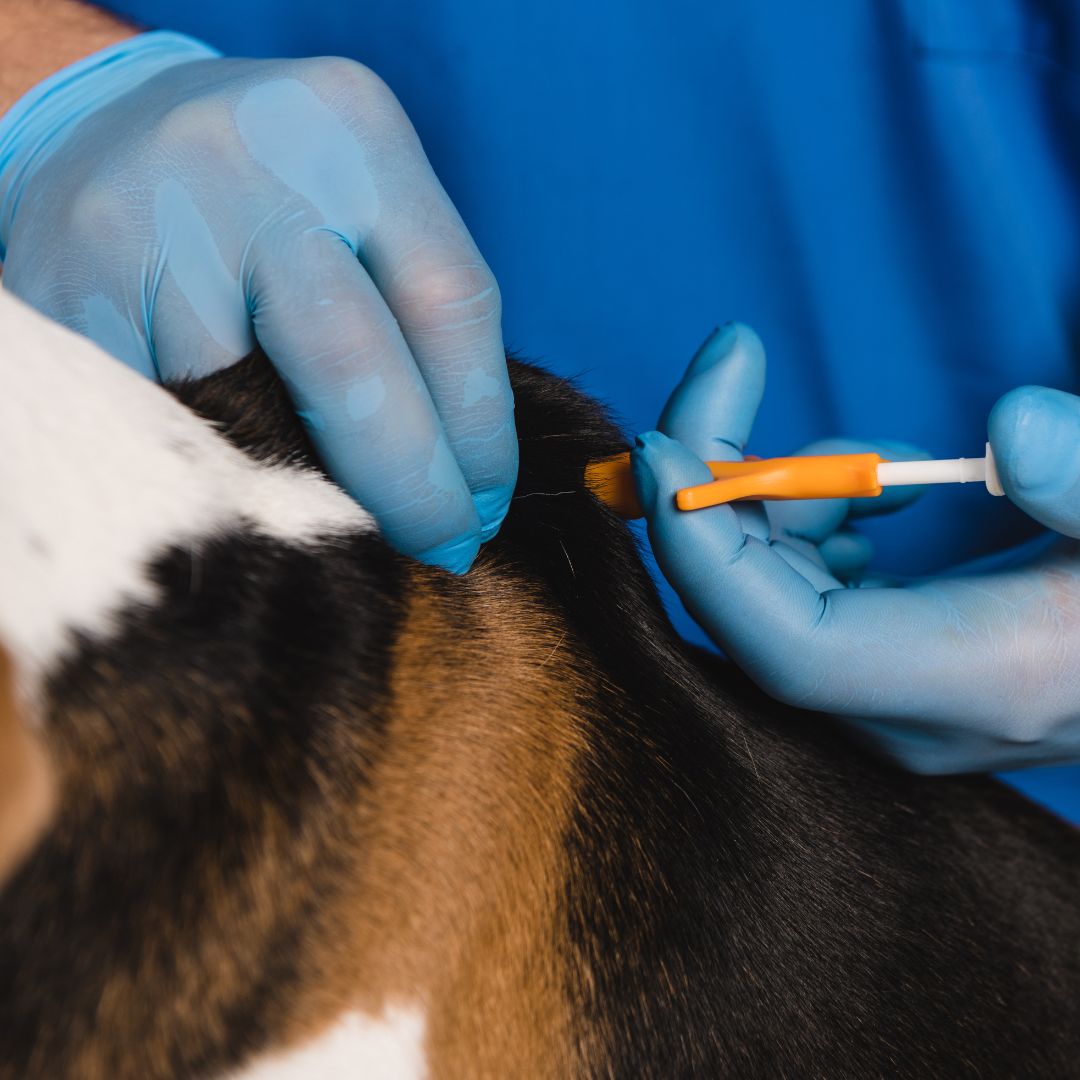 Person giving a dog an injection