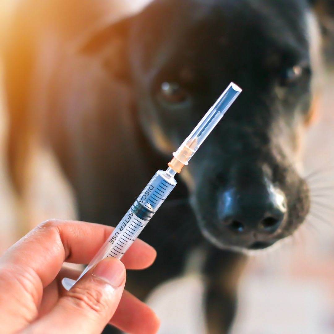 Person holding a syringe in front of a dog