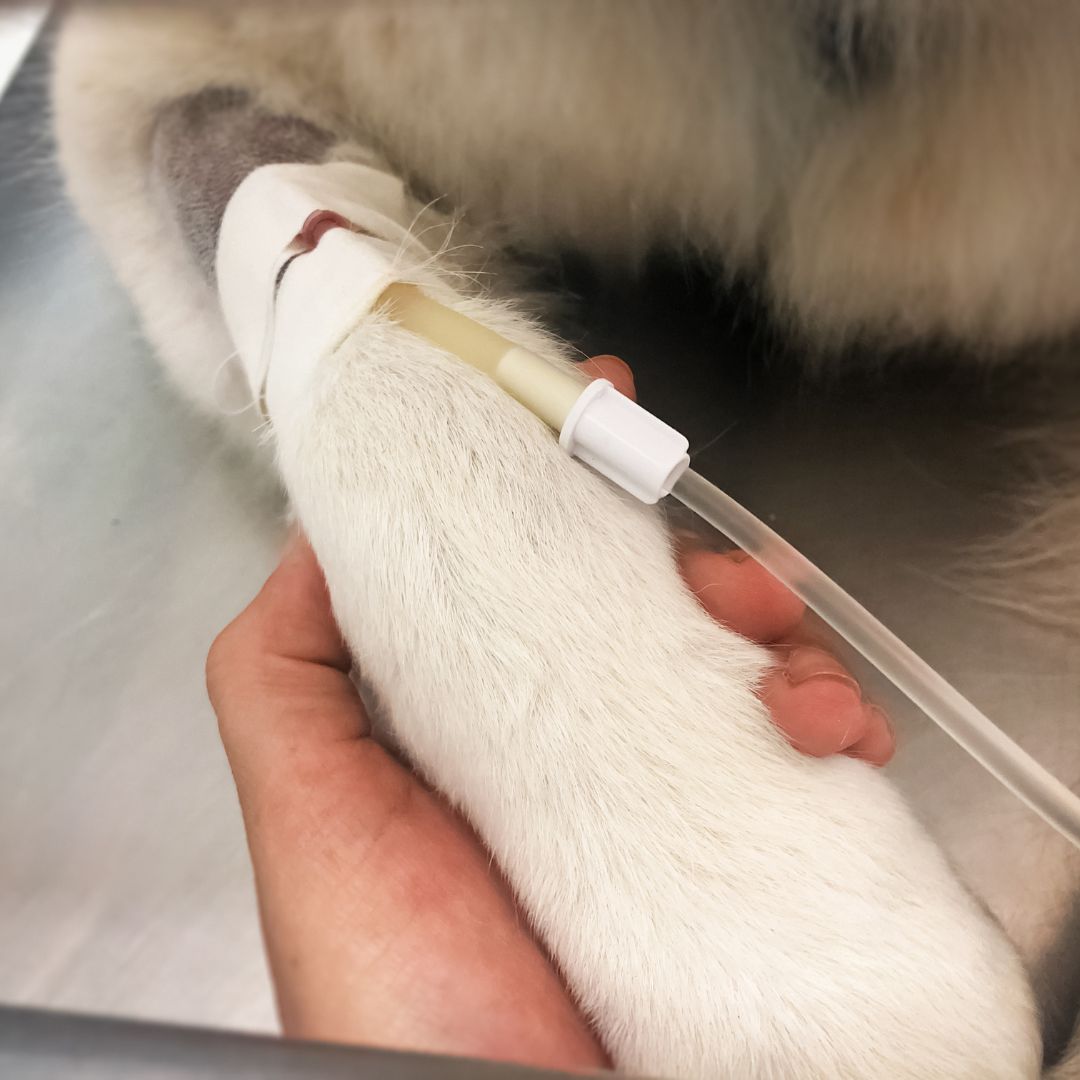 Closeup of a cat's leg with an IV tube