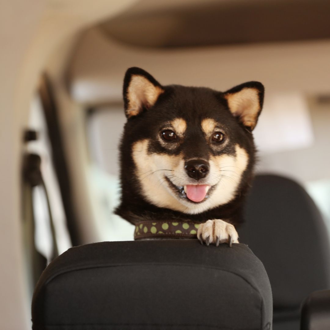 Pet Taxi Service in Downtown Seattle, Bellevue, and the Eastside