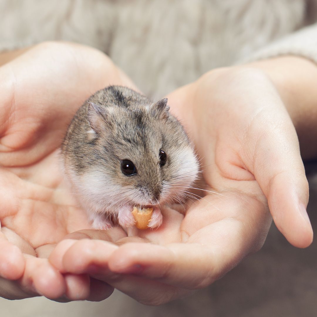 person holding hamster in hands