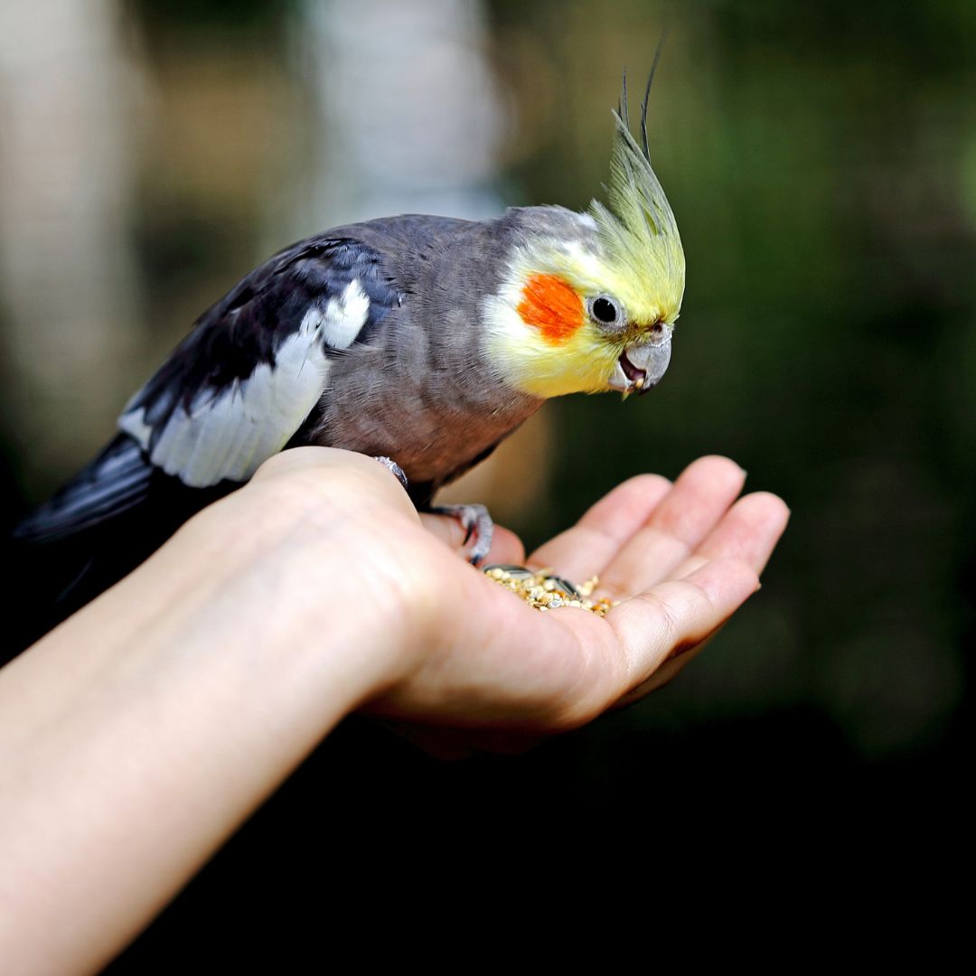 person feeding parrot out of hand