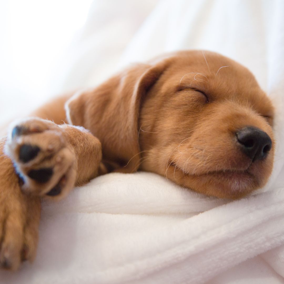 Puppy sleeping on a white blanket