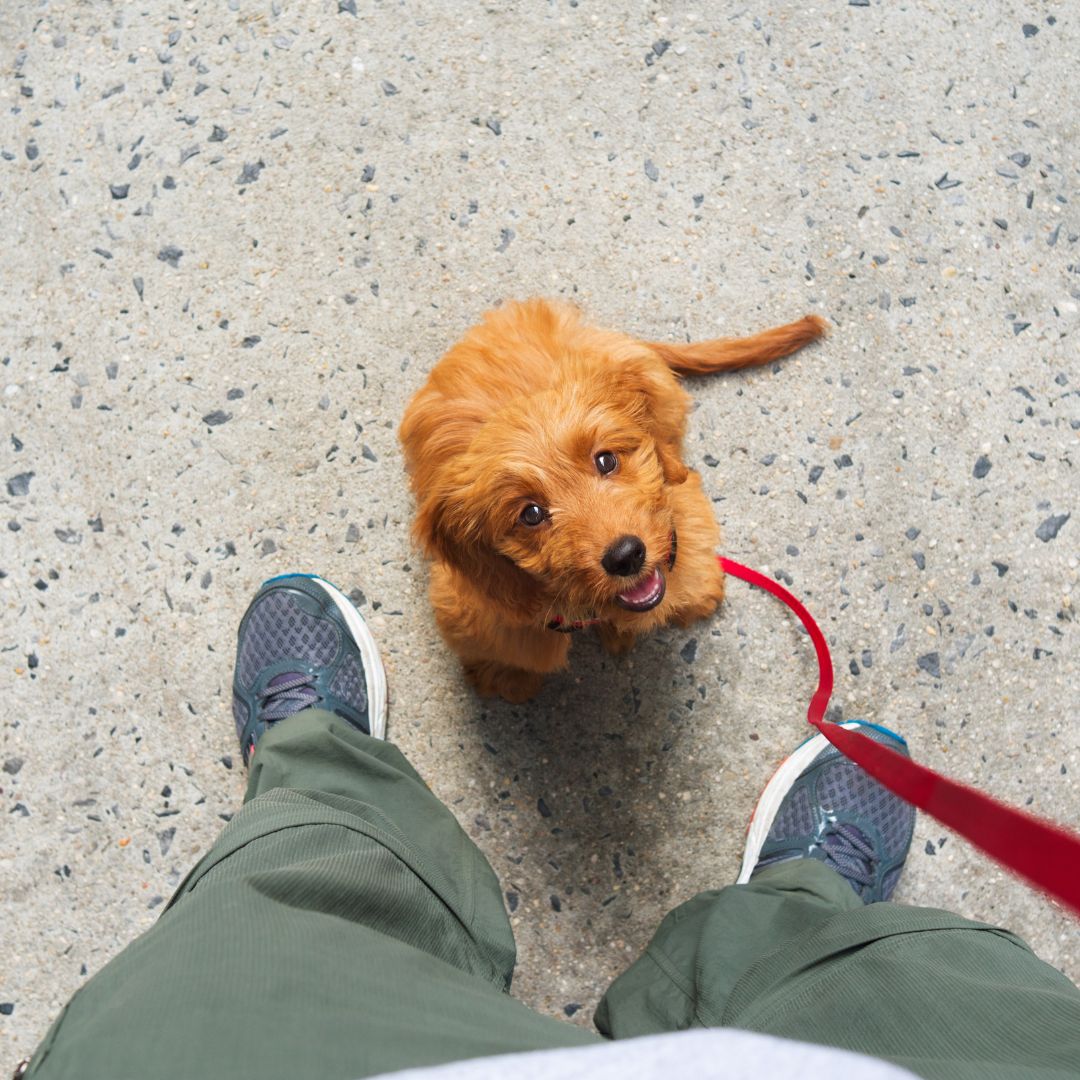 Puppy on a leash looking up at the camera