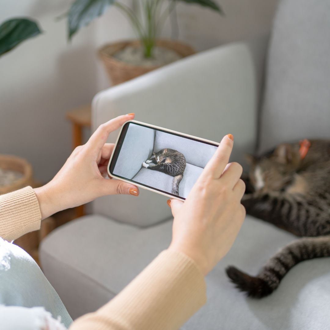 Person using a smartphone to take a photo of a cat