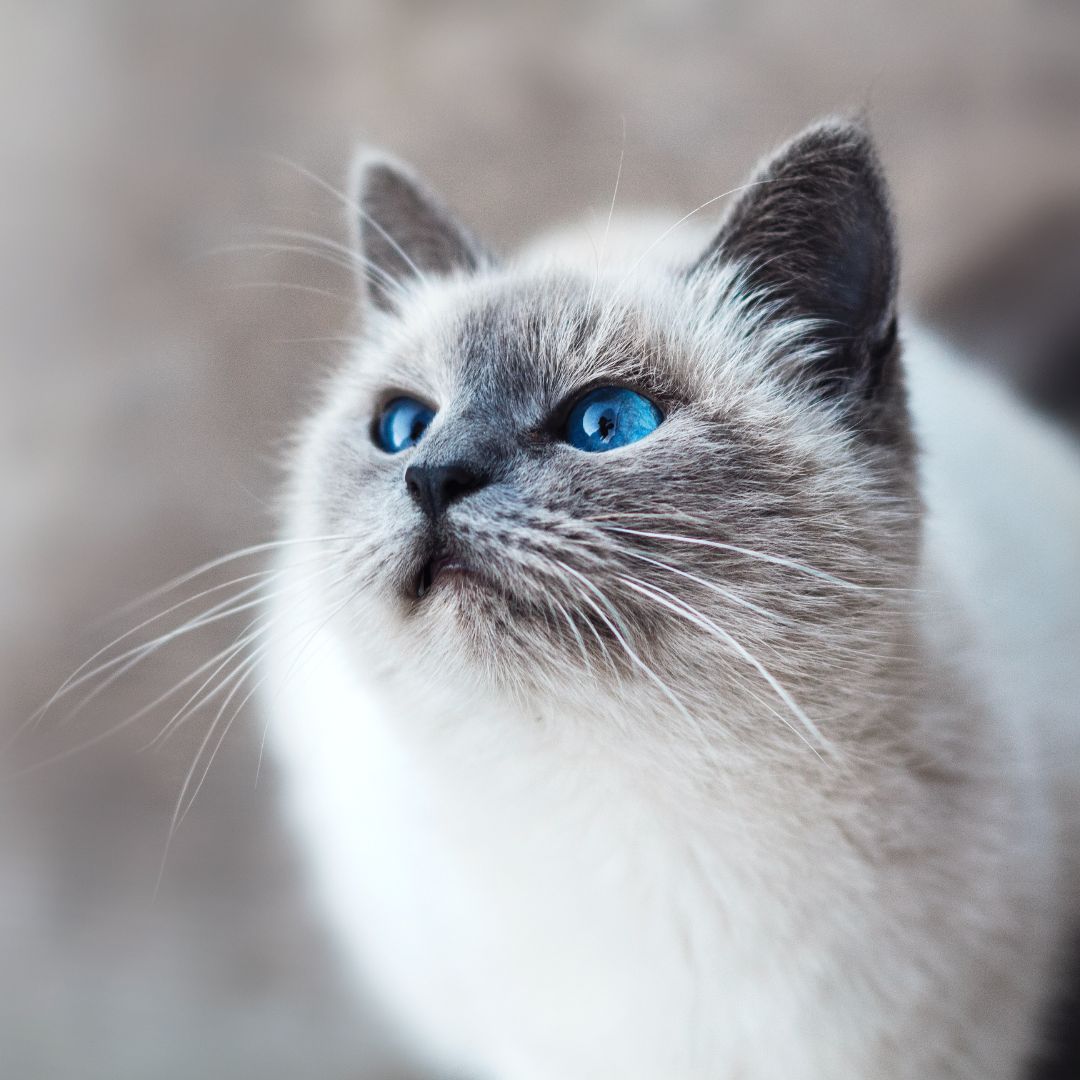 a blue eyed cat looking up