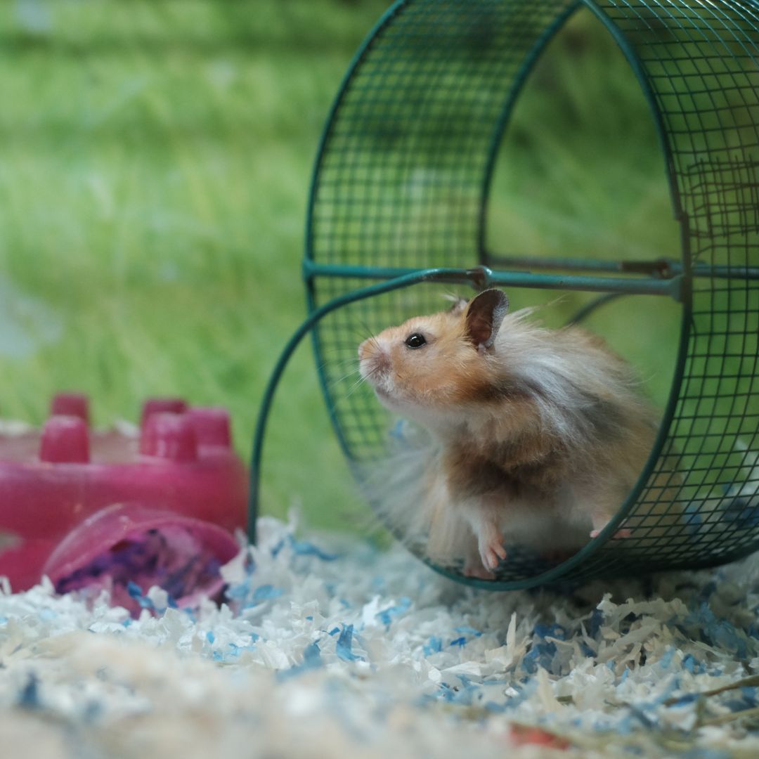 a hamster on a wheel