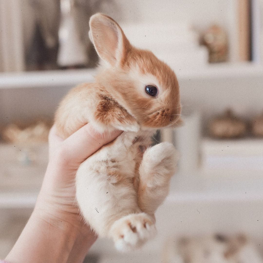 a person holding a small rabbit