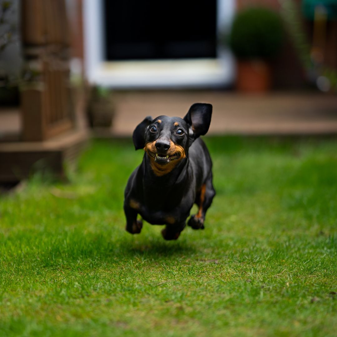 a dachshund running in a yard