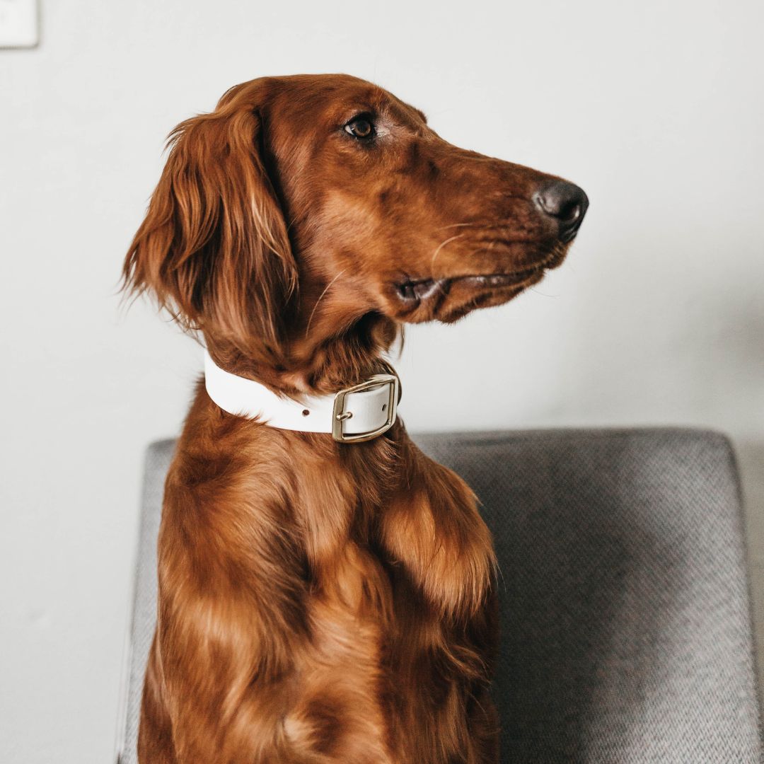 a red brown colored dog sitting in a chair