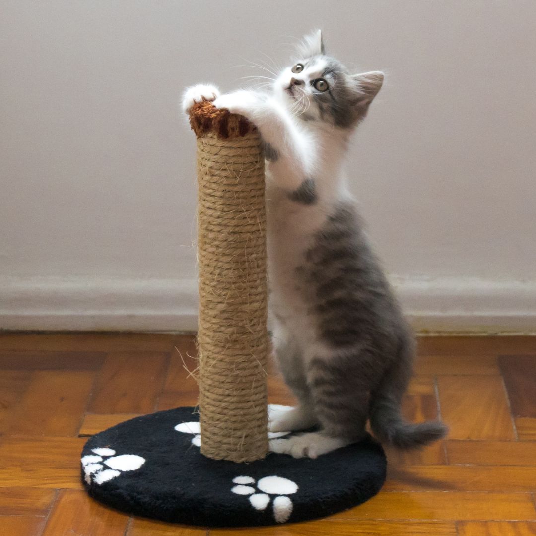 a kitten scratching at a cat scratching post